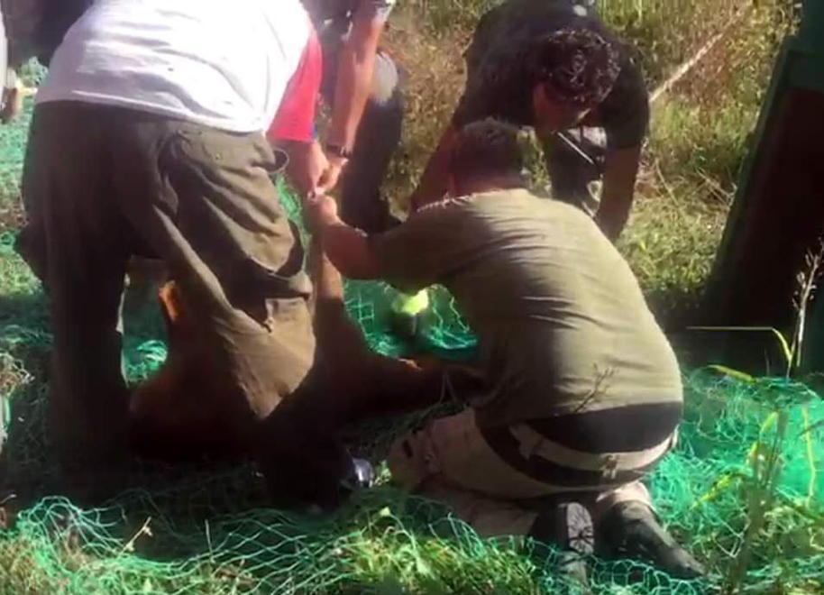 Capriolo prende "casa" al liceo classico: preso e riportato nei boschi - Video
