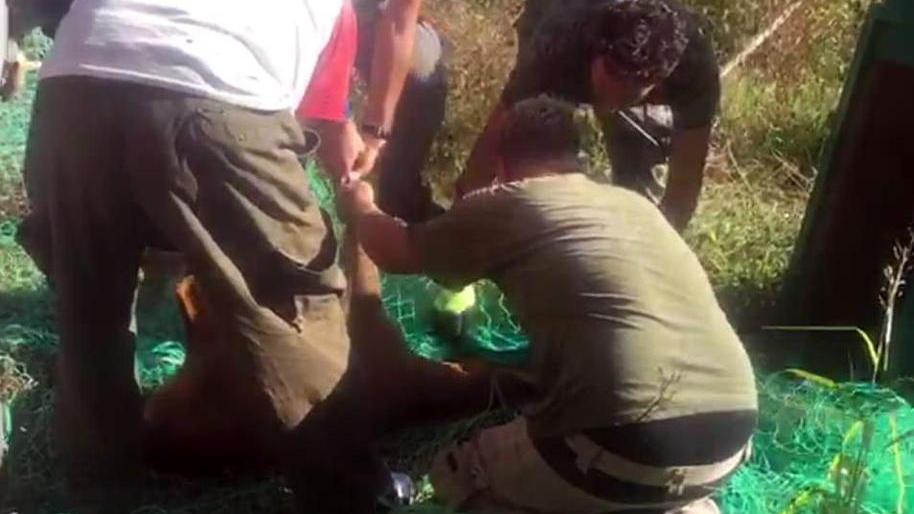 Capriolo prende "casa" al liceo classico: preso e riportato nei boschi - Video