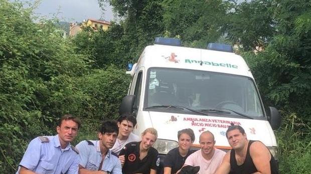 Cane disperso nei boschi, salvato dopo quattro giorni