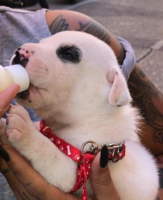 Uno dei cagnolini regalati in via Grande