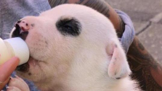 Uno dei cagnolini regalati in via Grande