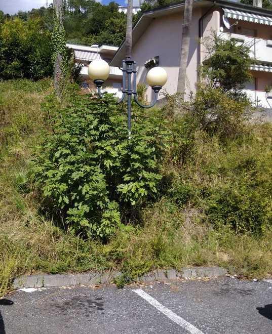 Erba fino al lampione e materasso in strada 