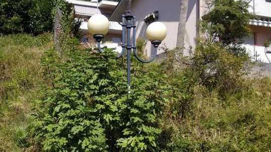 Erba fino al lampione e materasso in strada
