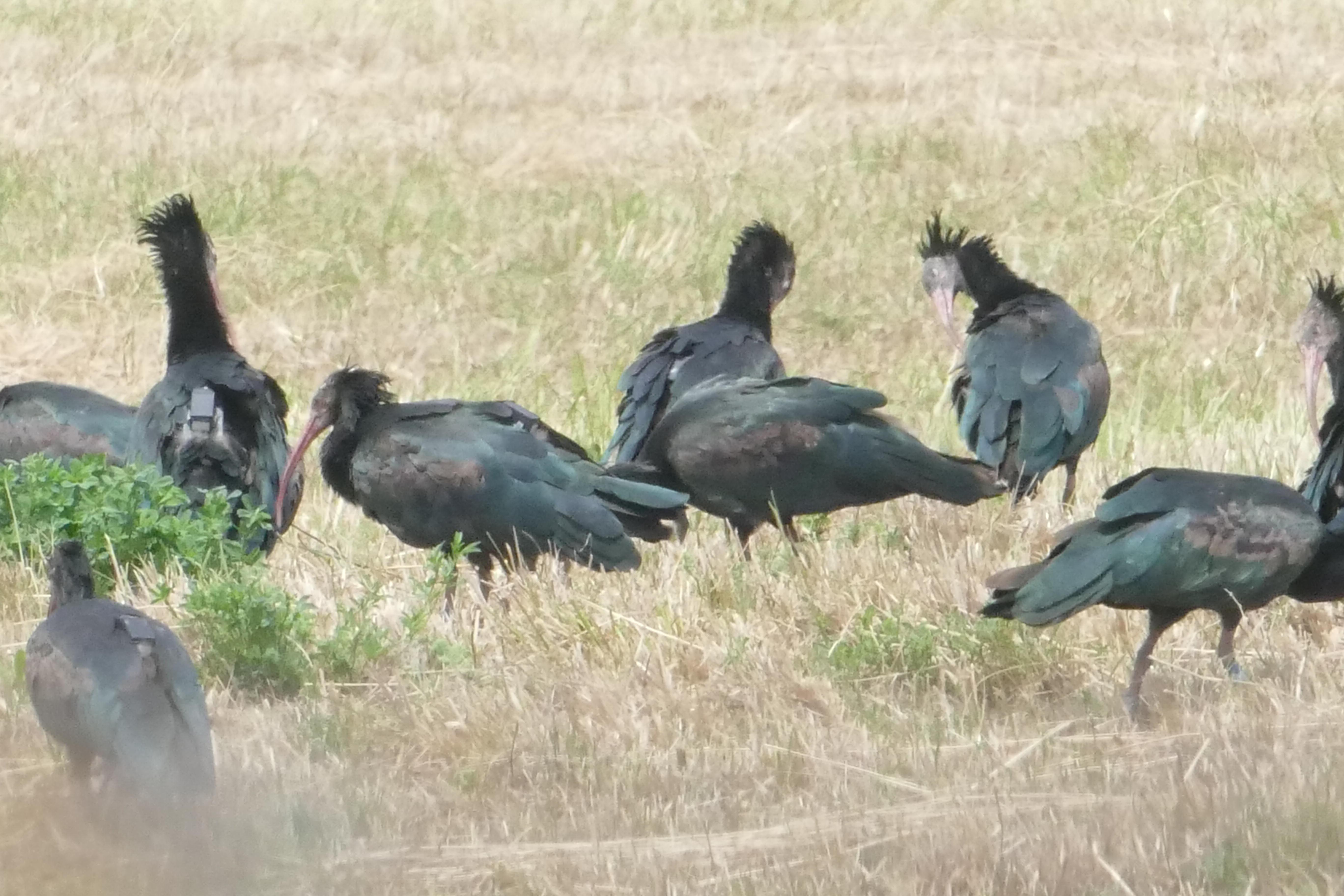 Ibis eremita in volo solitario proprio quando apre la caccia