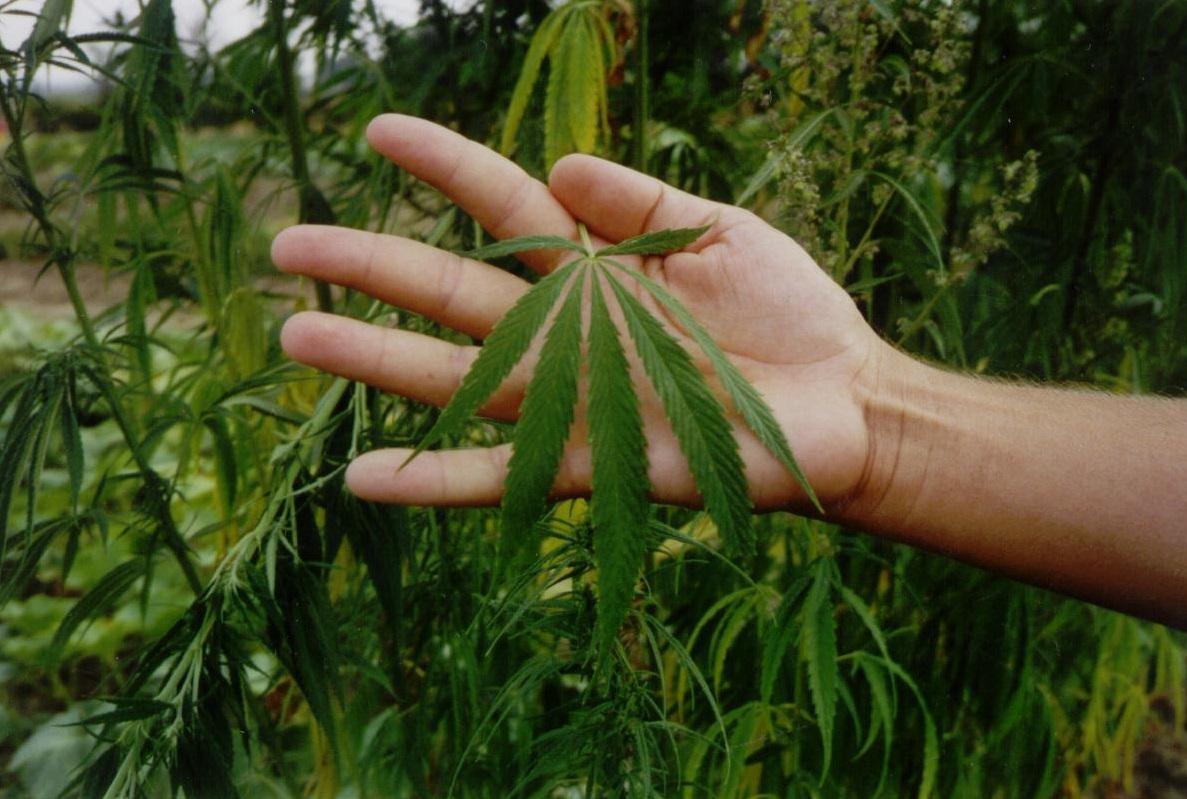 Argentano trovato con hashish e marjuana: arrestato