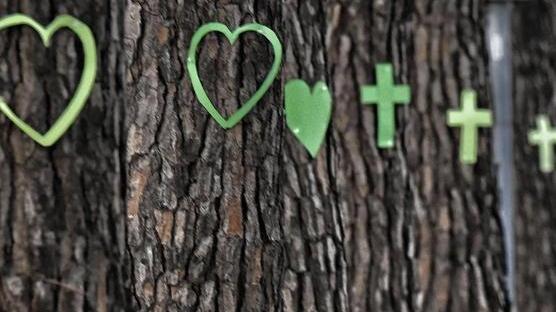 Sui 52 pini da abbattere appaiono cuori e croci