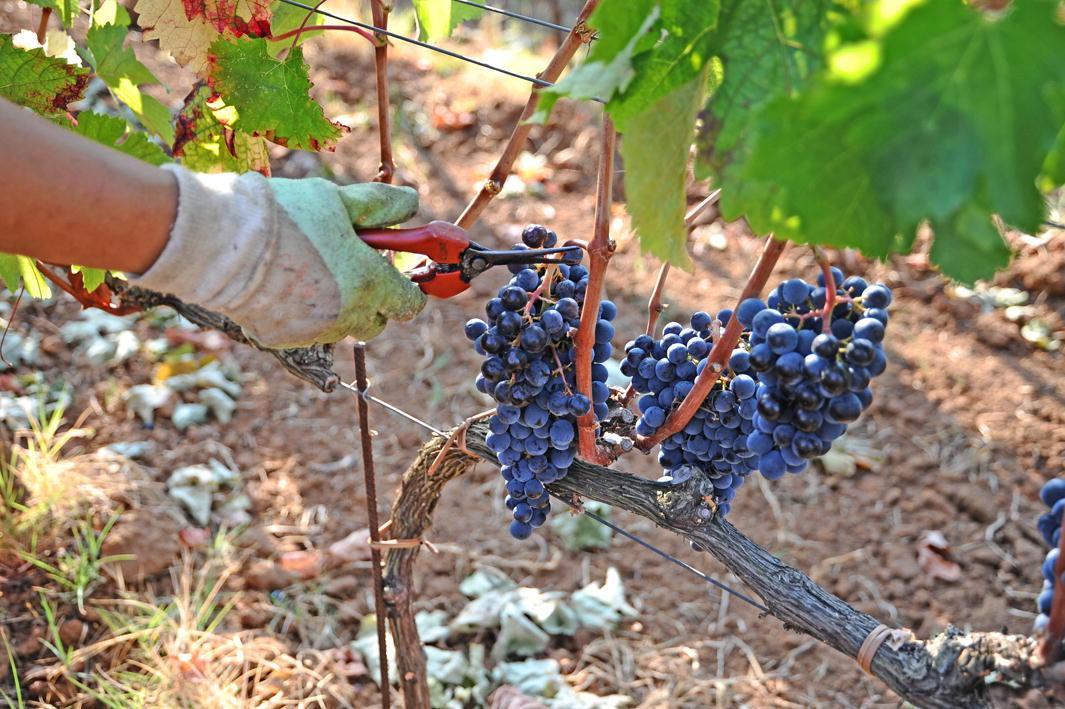 Buone indicazioni per la vendemmia 2019 nel Montalbano