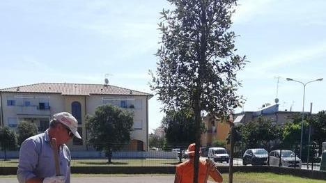 Un albero a scuola per l’impegno sul clima