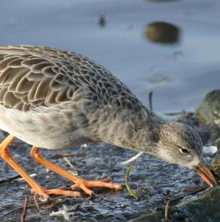 «La Regione continua a consentire la caccia a specie in declino» 