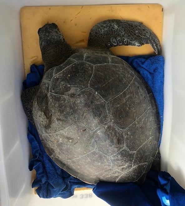 Altra rara tartaruga (femmina e adulta) trovata al largo nella zona del nido 