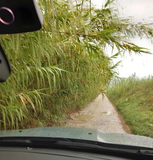 Via Calice impraticabile per le canne e le erbacce
