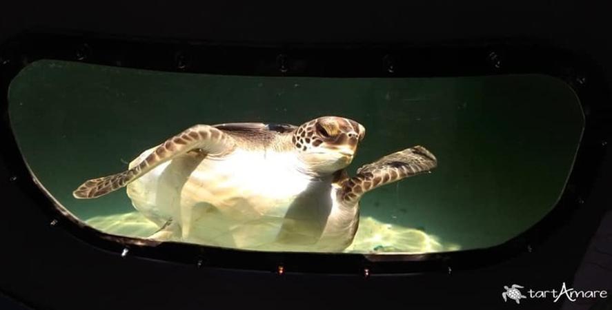 Nausicaa durante la degenza al Centro recupero tartarughe marine TartAmare di Grosseto