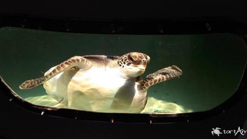 Nausicaa durante la degenza al Centro recupero tartarughe marine TartAmare di Grosseto