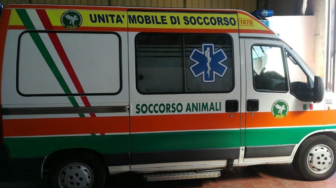 L'ambulanza veterinaria per il soccorso degli animali