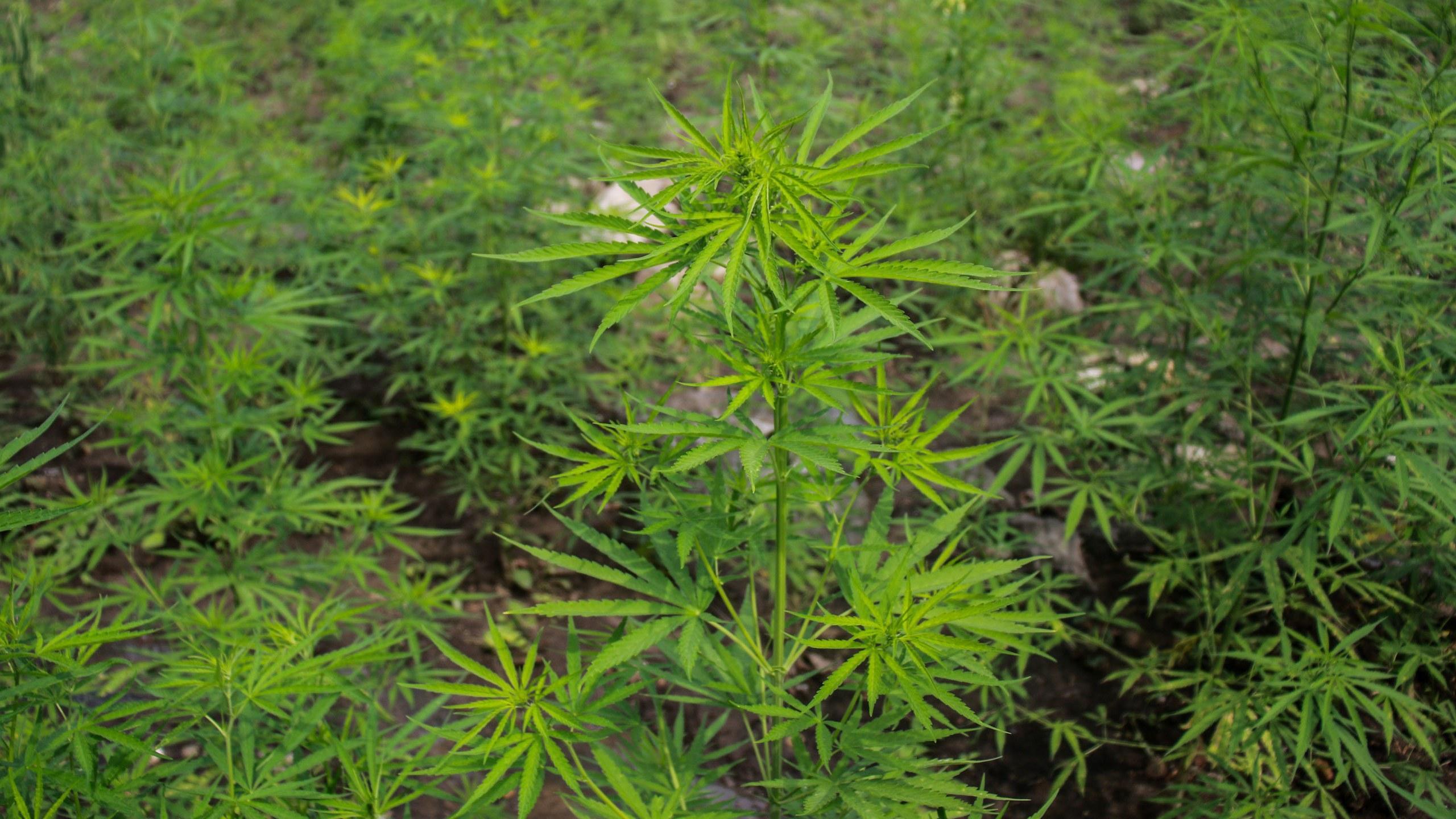 Piantagione di marijuana a Fanano, arrestato un 20enne