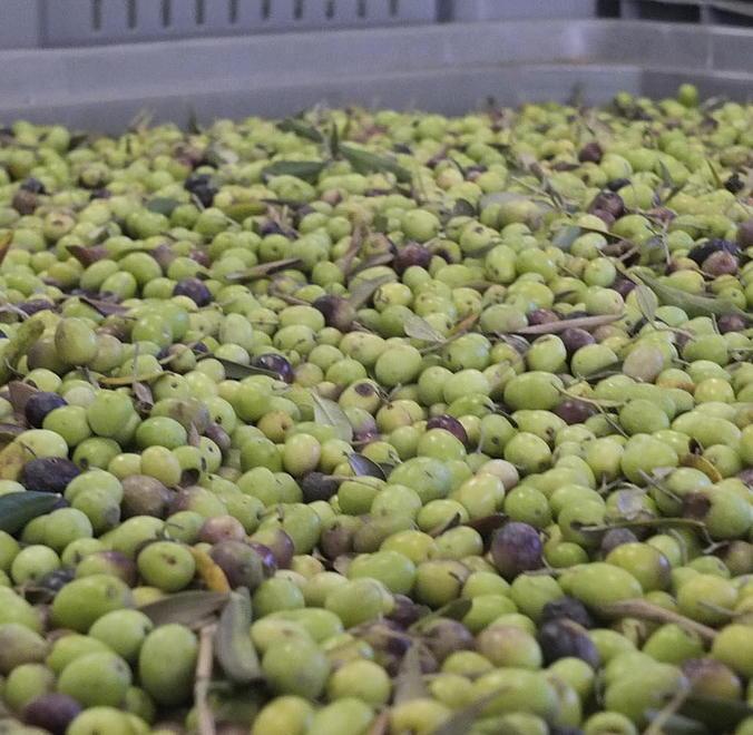 Olio di semi spacciato per extra-vergine: arrestato un noto ristoratore empolese 