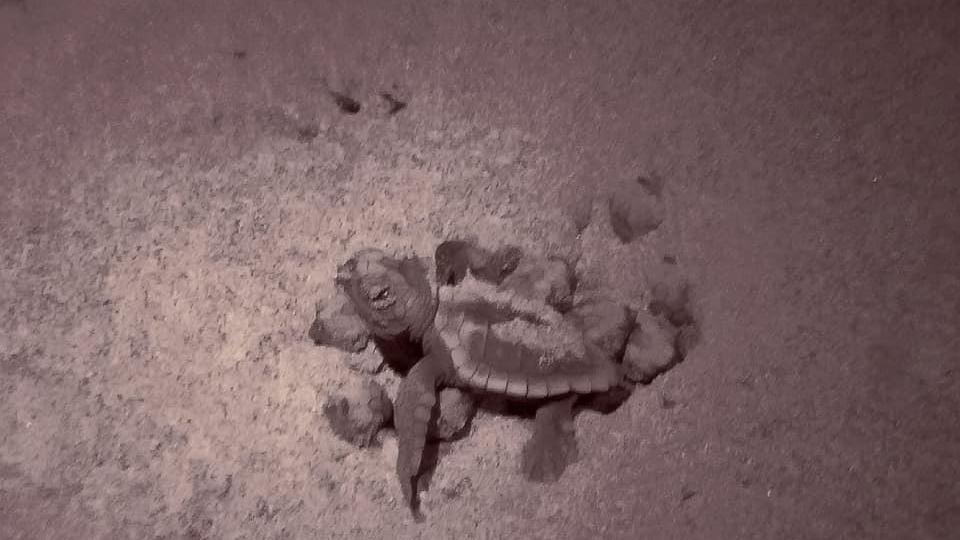 Uno dei tredici tartarughini nati sulla spiaggia delle Marze (foto di Stefano Giorgerini dalla pagina Facebook di Tv9 Telemaremma)