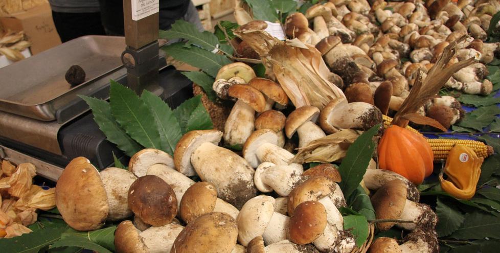 Oltre 40 multe ai fungaioli dai primi giorni di settembre 