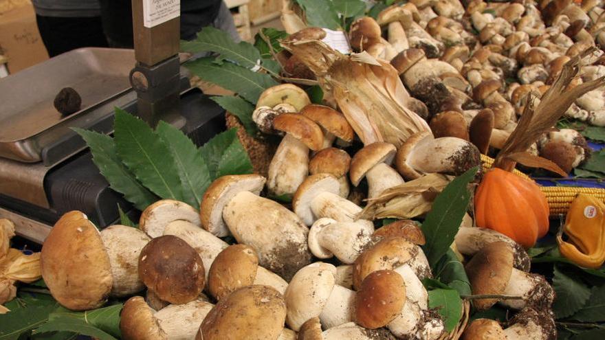 Oltre 40 multe ai fungaioli dai primi giorni di settembre