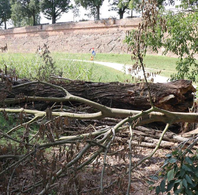 Sottomura Alberi caduti ancora da rimuovere 