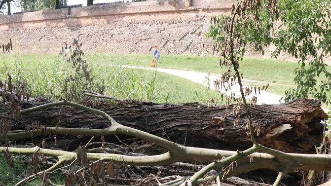 Sottomura Alberi caduti ancora da rimuovere