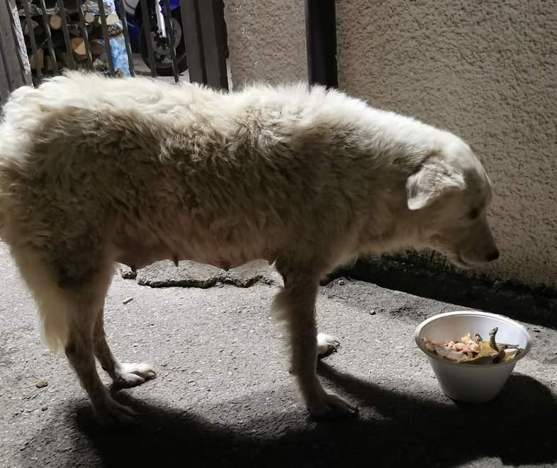 La pappa è assicurata ma Bella cerca casa 