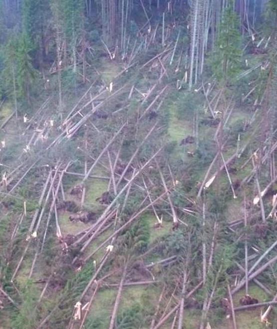 L’inceneritore finalese brucia gli alberi veneti 