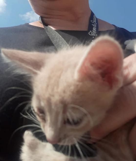 Gettati dall’auto in corsa tre cuccioli di gatto