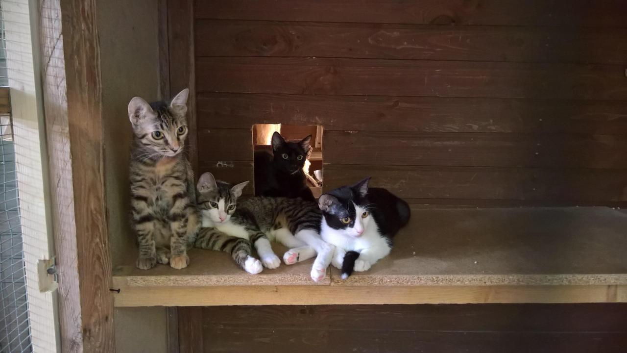 Carpi, numero di abbandoni record al Gattile: + 32% rispetto allo scorso anno