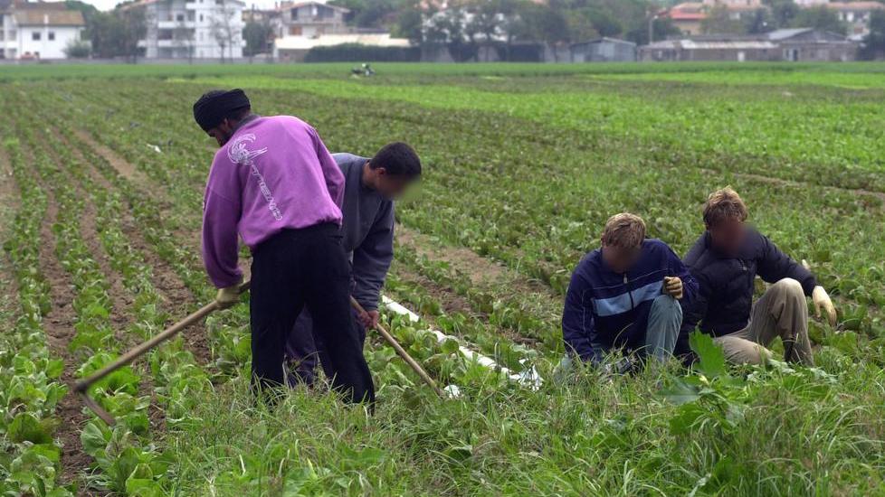 «Piccoli caporali estemporanei al nero E boom di migliaia di lavoratori in grigio»