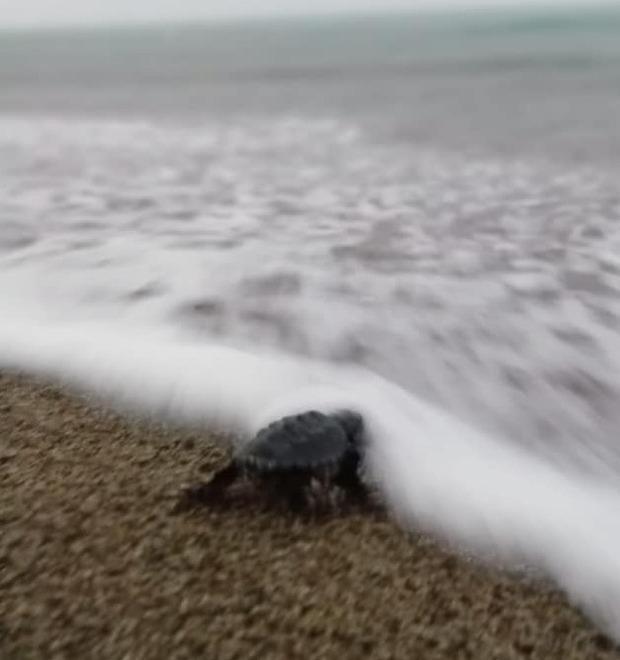 Nuove nascite nei nidi di tartaruga 