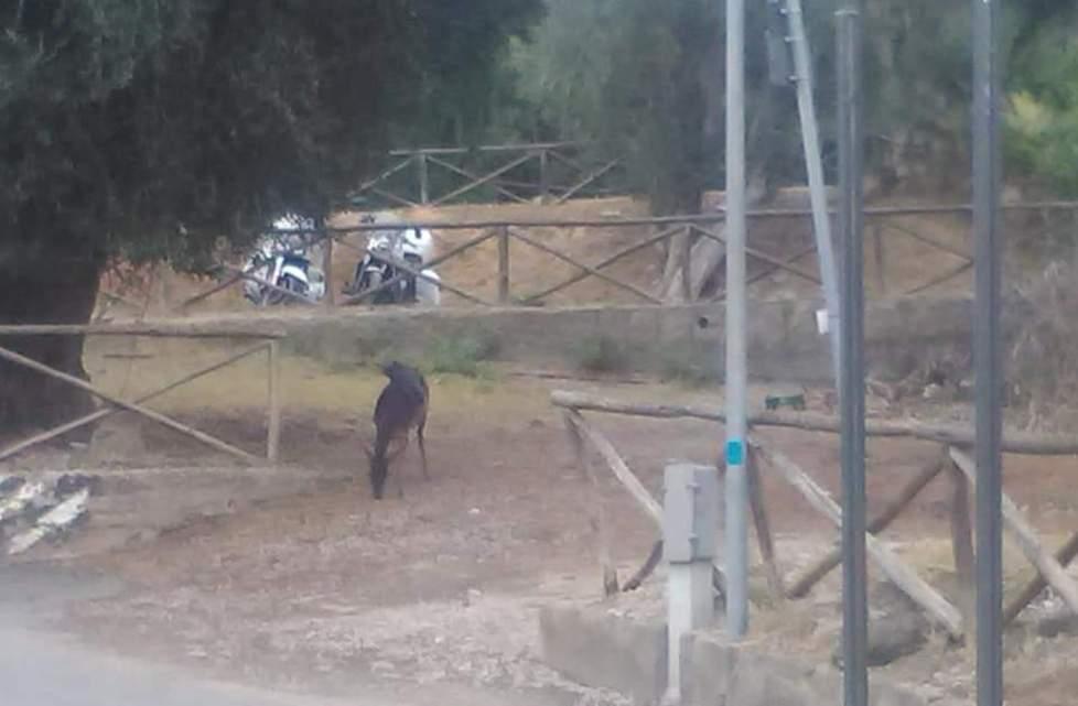 Un capriolo avvistato davanti all’acquario