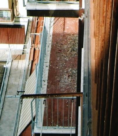 Escrementi di piccioni Rischi per la salute in via Baracca 