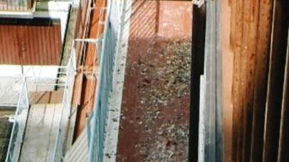 Escrementi di piccioni Rischi per la salute in via Baracca