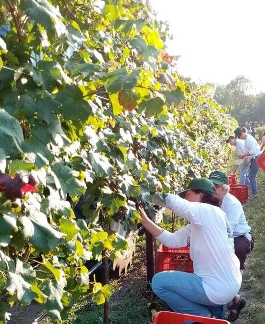 Vendemmia all’antica così nasce il vino bio 
