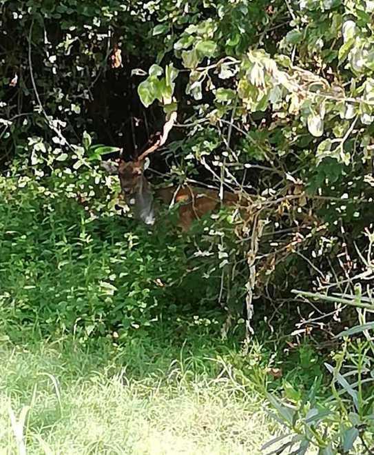 Capriolo sofferente Soccorso e curato