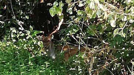 Capriolo sofferente Soccorso e curato
