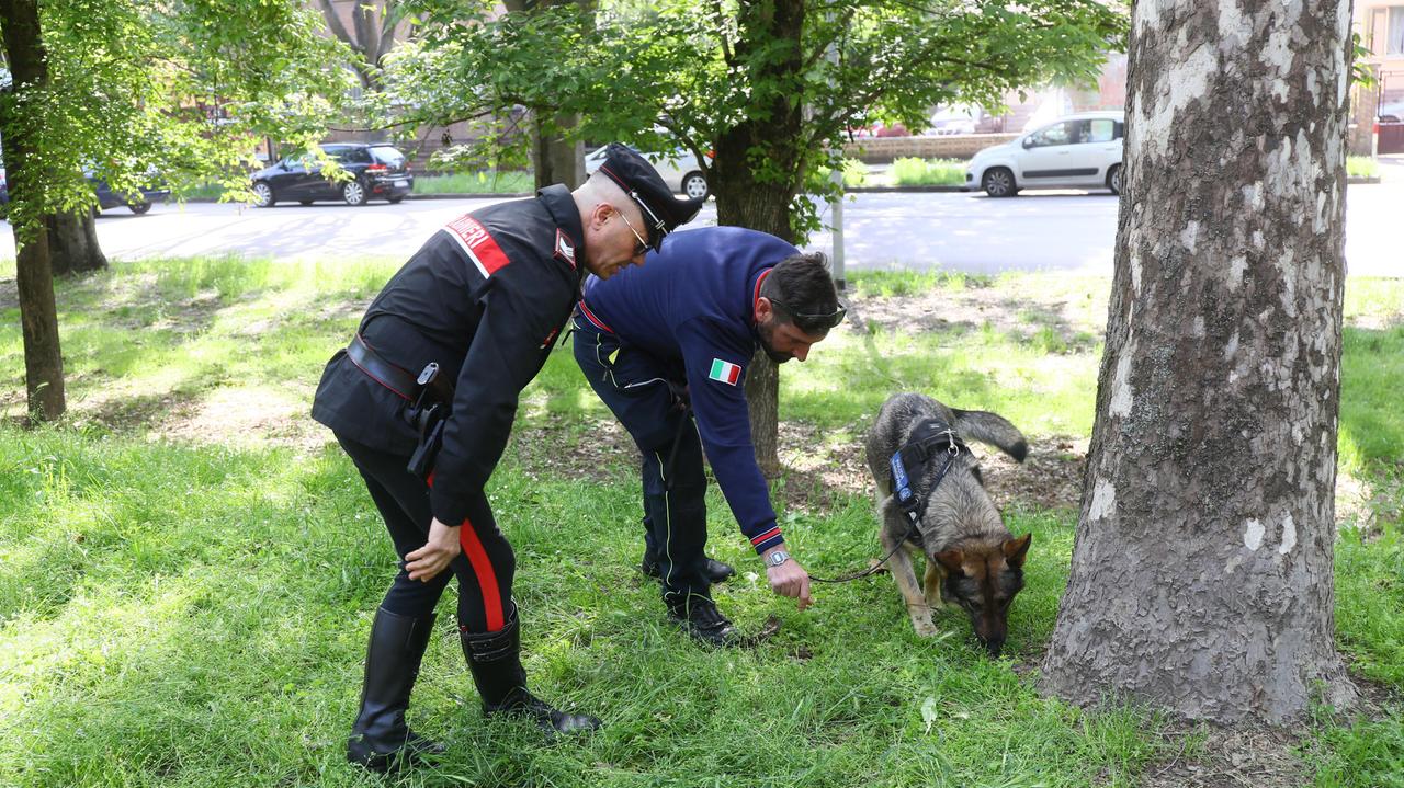 Ferrara, scovati dai carabinieri 14 chili di droga in più rispetto all’anno scorso