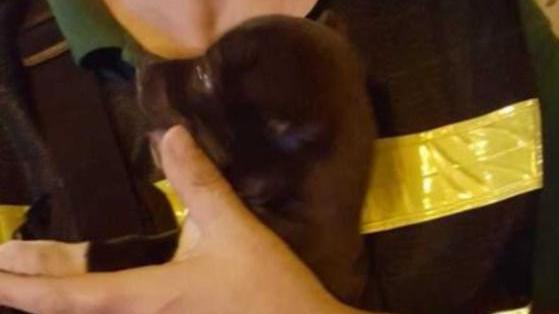 Spilamberto, bimbi si lanciano un cucciolo, cane sequestrato e rissa sfiorata