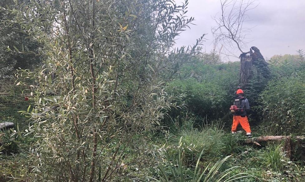 Si farà tabula rasa di erbe infestanti dalla riserva di Sibolla