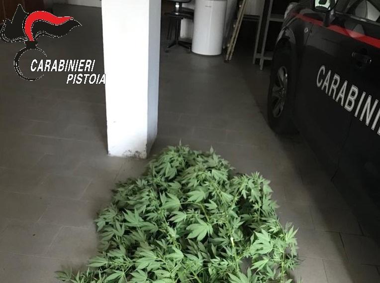 Le piante sequestrate
