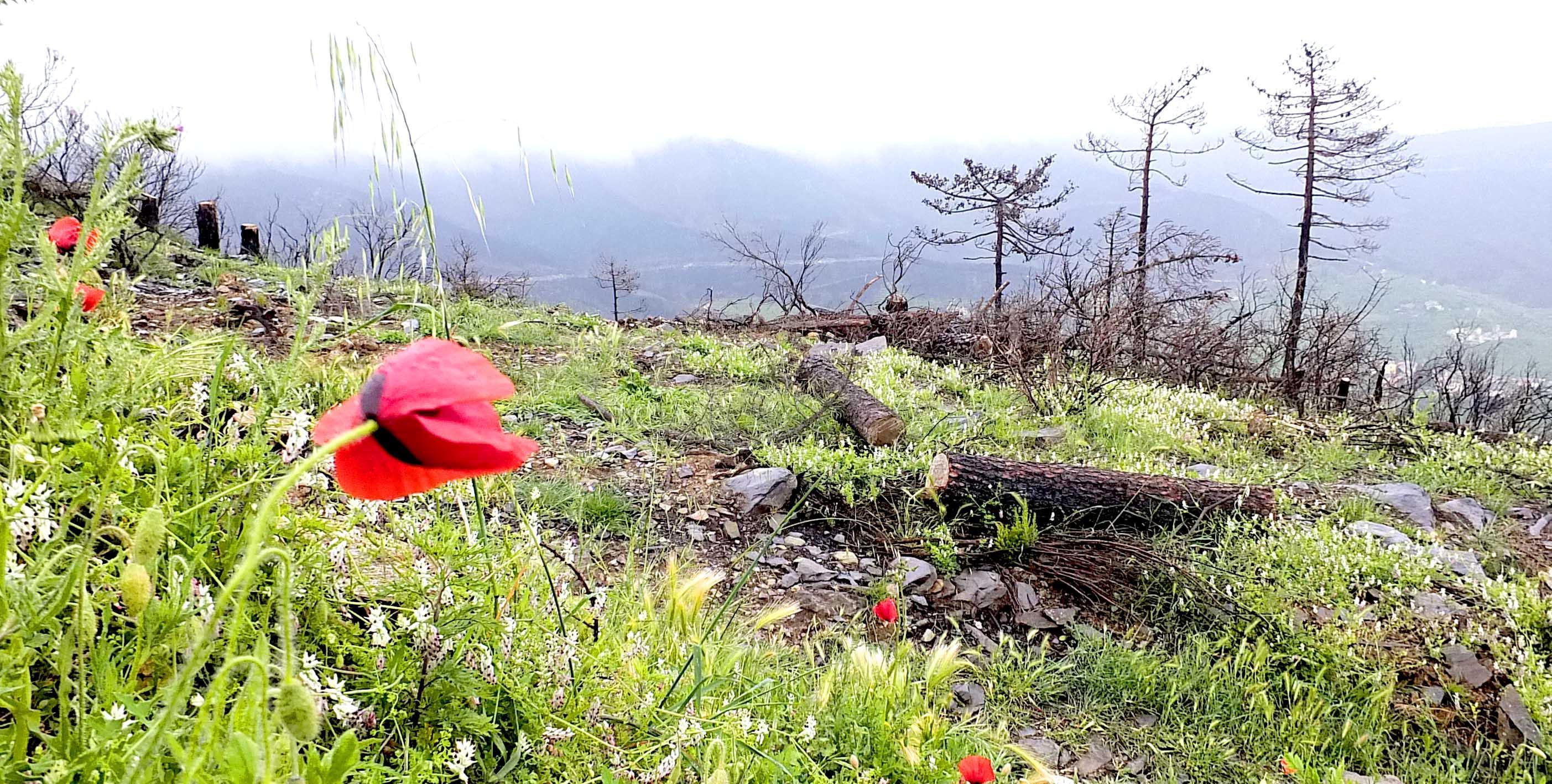 A un anno dal rogo del Monte Serra, lo scrittore: "In quelle cicatrici ci sono i fiori più belli della rinascita" 