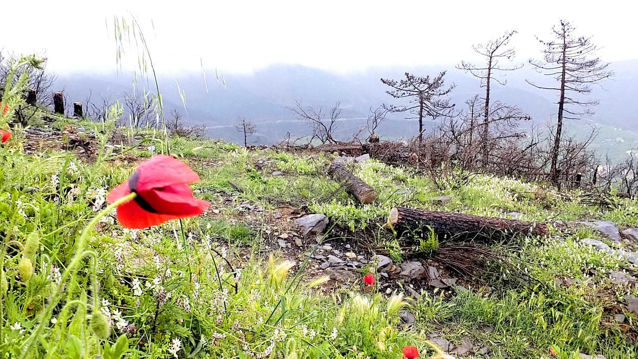 Una foto scattata il 24 aprile 2019: ritrae uno dei primi fiori che sboccia sul Monte Serra quasi sfidando lo scenario di devastazione che ha intorno