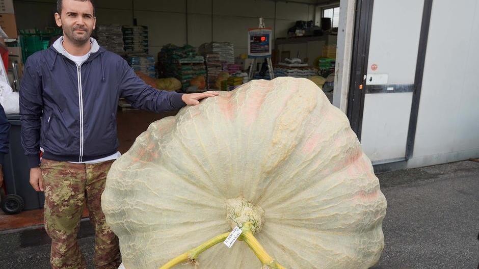Una zucca gigante da oltre 815 chili Cutrupi vince per l’ottava volta il concorso