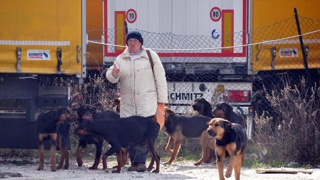 Scontro di perizie sull’autista sbranato