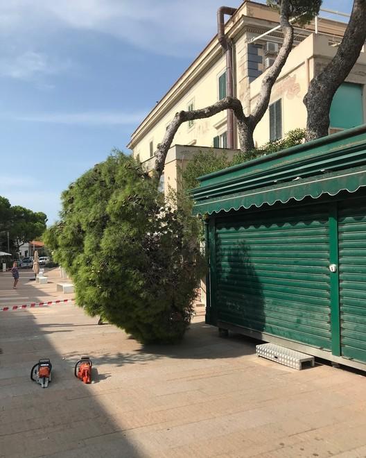 Ramo caduto in “piazzetta” di Castiglioncello: il pino malato è sotto esame 