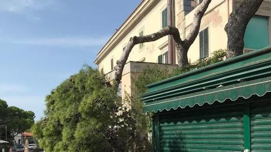 Ramo caduto in “piazzetta” di Castiglioncello: il pino malato è sotto esame