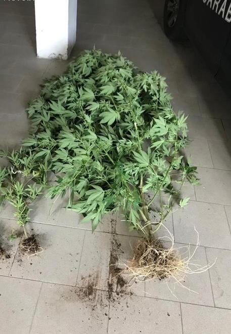 Piantagione di marijuana denunciati due trentenni