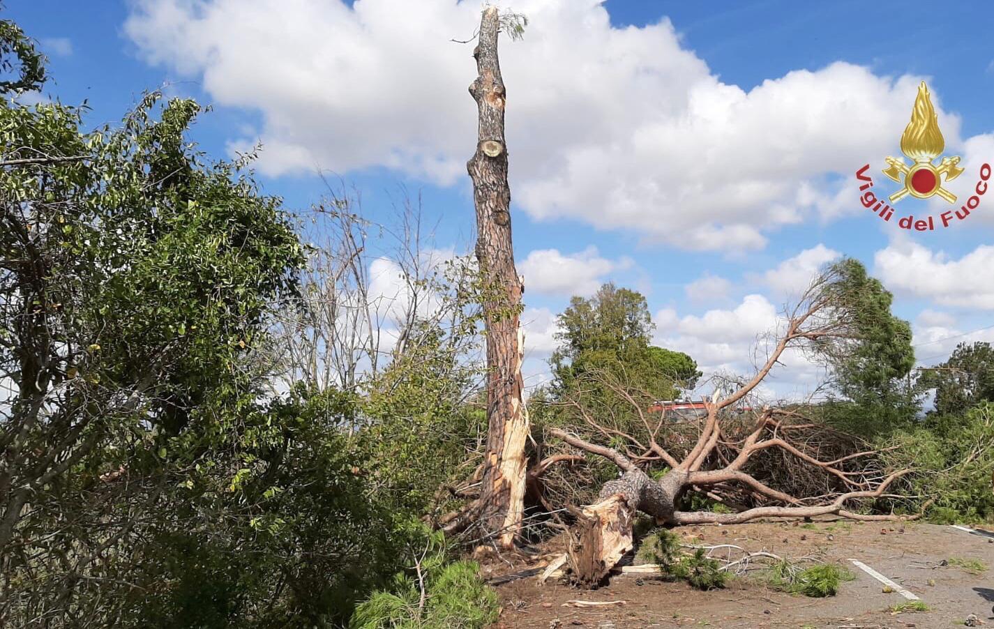 L'albero spezzato dal tir, la cui caduta ha interrotto la circolazione sull'Aurelia