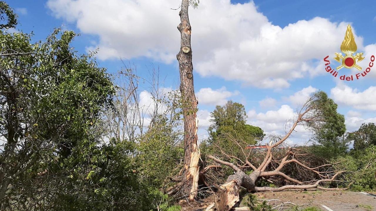 L'albero spezzato dal tir, la cui caduta ha interrotto la circolazione sull'Aurelia